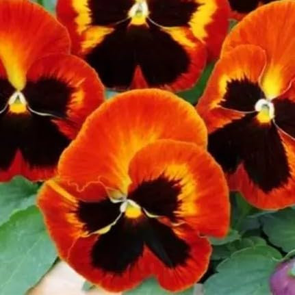 Pansy Swiss 'Giant Flame' - 200 Seeds + freebie + Plant tag (Viola wittrockiana)