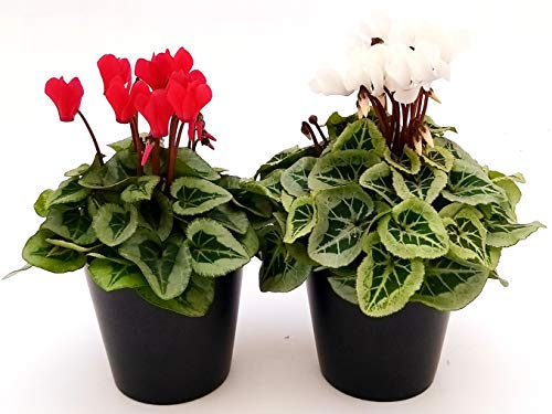 POWERS TO FLOWERS - CICLAMINO A FOGLIA ARGENTATA, 2 PIANTE, IN VASO CERAMICA NERO OPACO, vaso 12cm, piante vere
