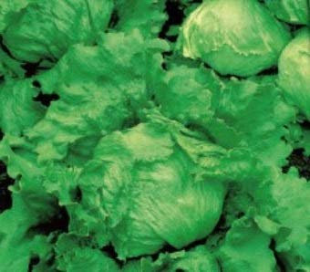 900 x Iceberg Lettuce Great Lakes 659 Vegetable Plants Seeds K483 Seeds Plants Shop Seed Bench Pullingen Patrik Ipsa