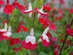 Salvia microphylla 'Hot Lips' SALVIA microphylla 6 x Plug Plants, Culinary Garden Herbs by park farm plants