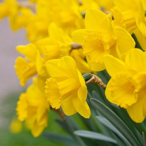 Carbeth Plants - 50 x Daffodil Dutch Master Spring Bulbs - Yellow Tall Narcissus Spring Flowering Perennials - UK Hardy Low Maintenance Pollinator Friendly - Grow in Beds, Borders and Patio Pots