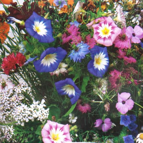 Mixed Seeds – Popular & Colourful Flowers – Attracts Pollinators – Perennials – for Your Beautiful Garden (Annuals Mixed)