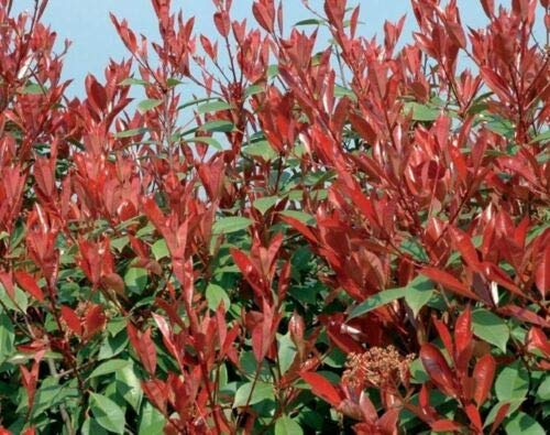 Photinia x Fraseri Red Robin Photinia Compatta da siepe in vaso 2 litri h. 40/60 cm Vivaio di Castelletto