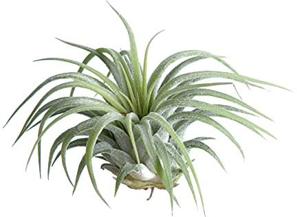 DECOALIVE Tillandsia Ionantha Verde Planta del Aire Color Verde Clavel del Aire, 8436601570154
