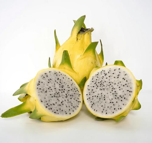 80 graines de fruit du dragon jaune