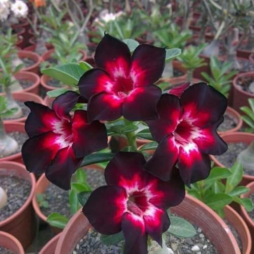 Bulbo rosa del desierto.Adenium obesum planta.Flores perennes resistentes.Rosa del desierto planta natural.NVNJHJN.-1 bulbos-E