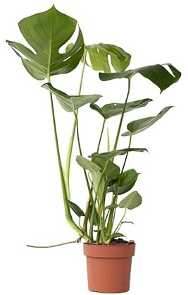 Planta Viva de Monstera Deliciosa Ideal para un Interior Luminoso o una Terraza Cubierta
