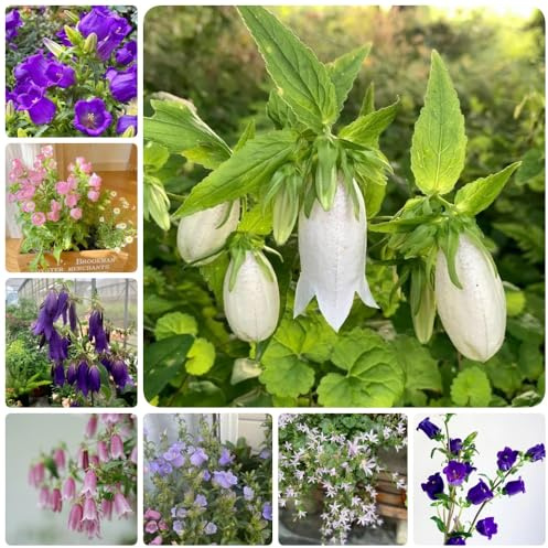 Semillas de campanilla - semillas de variedades antiguas Campánula mediana - de balcón Las perennes son perennes resistentes decoración 200pcs