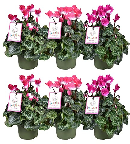 Plantas Naturales de Cyclamen Violetas de los Alpes Set 6 Plantas