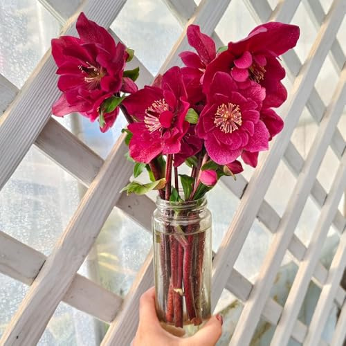 Semillas de rosa de Navidad, resistentes, rosa Navidad interior purificadoras aire, jardín perennes para pleno sol balcón primavera 700pcs