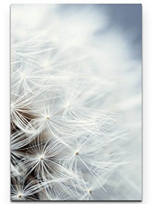 Paul Sinus Art Leinwandbilder | Bilder Leinwand 90x60cm Pusteblume - Nahaufnahme