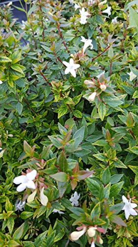 Abelia X grandiflora 'Sherwood' / Abelie à grandes fleurs naine/Conteneur de 7 à 10 litres