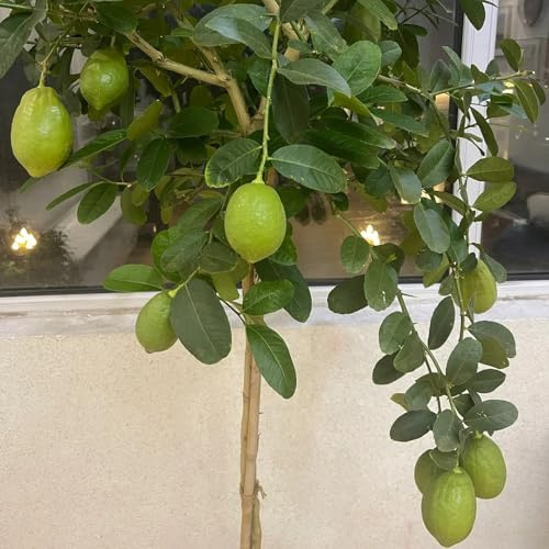semillas resistentes de limonero - exóticas balcón jardín salón 10pcs