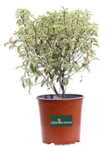Pianta di Pittosporum Tenuifolium Silver Queen Pianta di Pittosporo Silver Queen pianta da giardino pianta da esterno pianta da siepe pianta vera di Pittosporo venduta da eGarden.store (Vaso 18 cm)