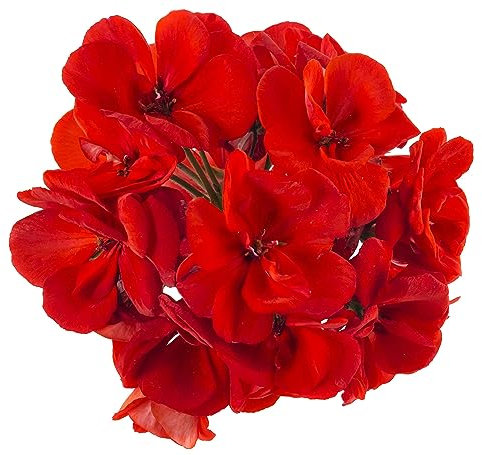 Geranium Plants, 'Deep Scarlet', 12 x Compact Plants, Red Geranium, Bedding Plants, Geraniums, Garden Ready and Ready to Plant, Premium Quality Flowers