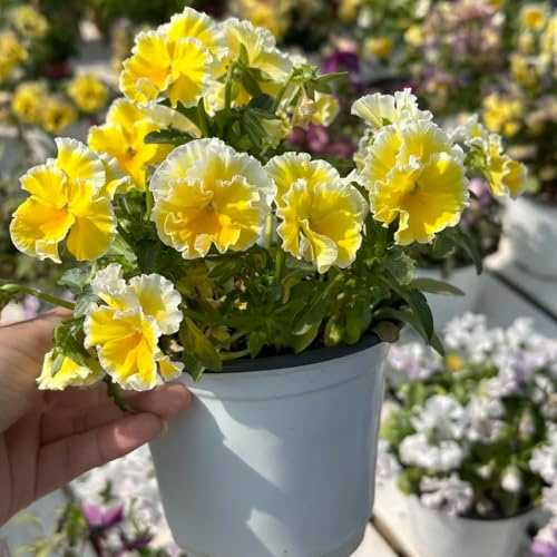 semi di viola del pensiero, resistenti giardino balcone, perenni decorative 1200pcs