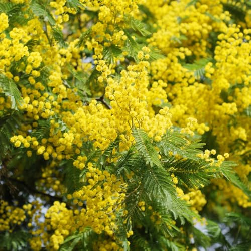 semillas de mimosa, de balcón jardín rocas jardín en el balcón invernaderos Cubresuelos resistentes exterior trepadoras Decoraciones 200pcs