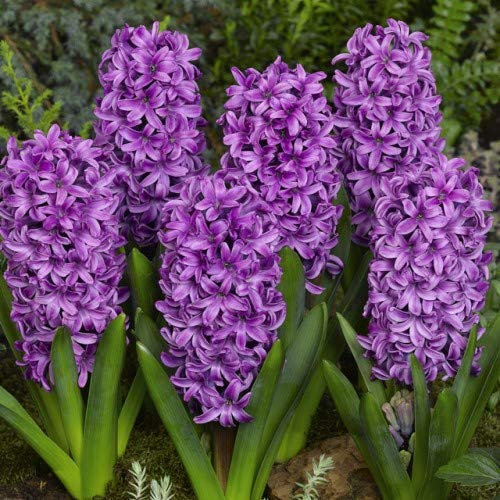 Purple Hyacinth 'Miss Saigon' X 10 Spring Flowering Bulbs, by Growtanical®