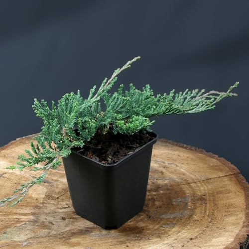 12 Stück Juniperus horizontalis Wiltonii von Intragarten | immergrüne und winterharte Bodendecker | Blauer Kriechwacholder im 9cm Topf
