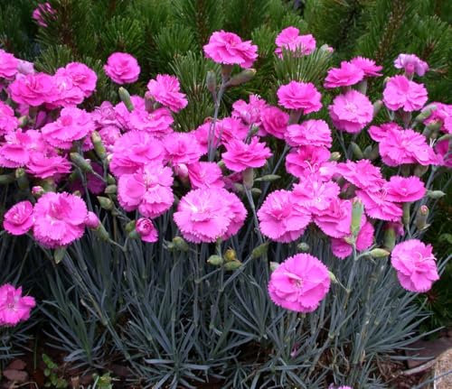 Dianthus Scent First® 'Tickled Pink' Pinks Perennial Plug Plants Pack x6