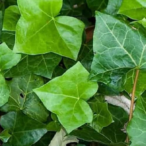 PianteWeb pw-edera-verde-24