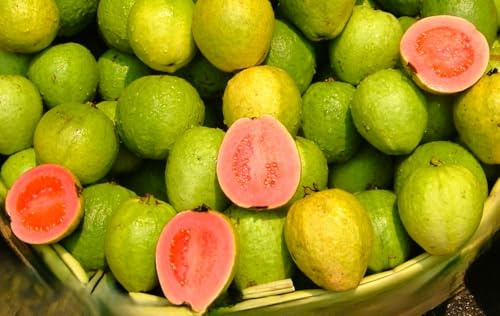 Semi di Guava (Psidium Guajava), 15 Semi per Coltivazione, Albero da Frutto Esotico con Foglie Verdi e Frutti Giallo-Rosa