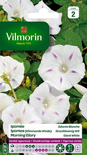 Vilmorin - Ipomée Blanche étoilée - semences pour Plantation - Fleurs grimpantes annuelles 4m - variété vigoureuse - Floraison abondante - Culture Facile