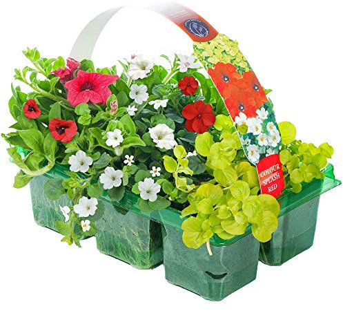 Colour Splash Red | Hanging Basket Plants for Borders Containers (6 Pack)