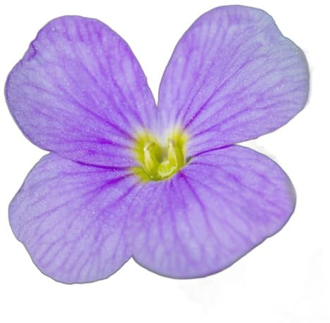 Aubretia Plants, 'Lilac Blue', 6 x Plug Plant Pack, Winter Bedding Plants, Winter Aubretias, Garden Ready and Ready to Plant, Premium Quality Flowers