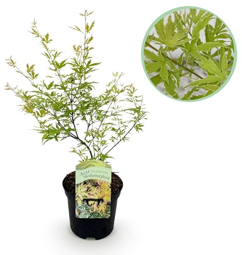 Terrassväxt - Japansk lönn - Acer palmatum Methamorphosa - Grön - 1 växt - Lövfällande - 60-70cm - Ø25cm - Trädgårdsväxt