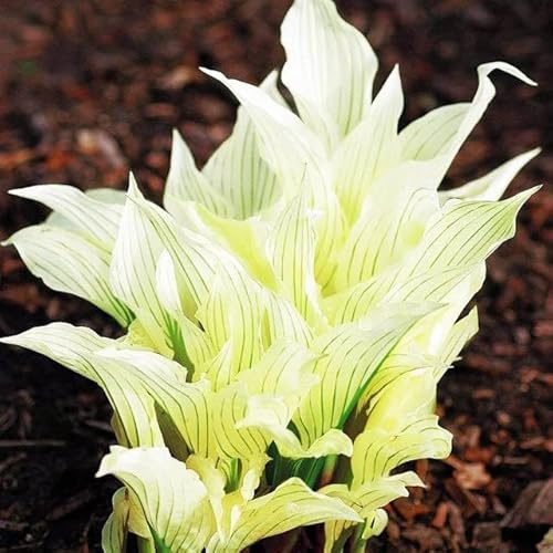 Hosta Funkie Viele Arten und Farben zur Auswahl Knollen Wurzeln Mehrjährige Winterhart Pflanze (White Feather)
