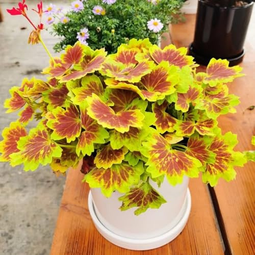 semi di geranio resistenti gerani pelargonium appesi primaverile, selvatici di tappezzante perenne resistente 550pcs