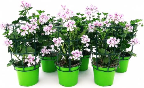 POWERS TO FLOWERS - GERANIO PARIGINO BIANCO HERCULES, PELARGONIUM, 6 PIANTE VASO 14, piante vere