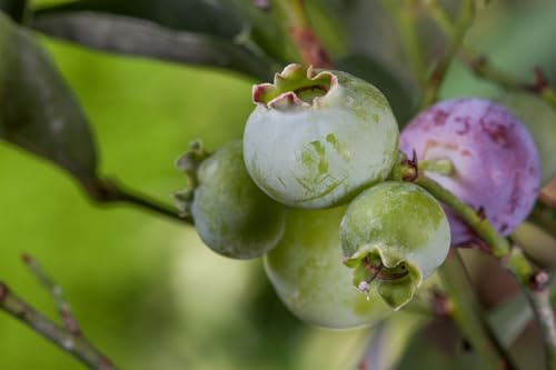 Heidelbeere Vaccinium corymbosum Bluegold 25-30 cm Strauch winterhart