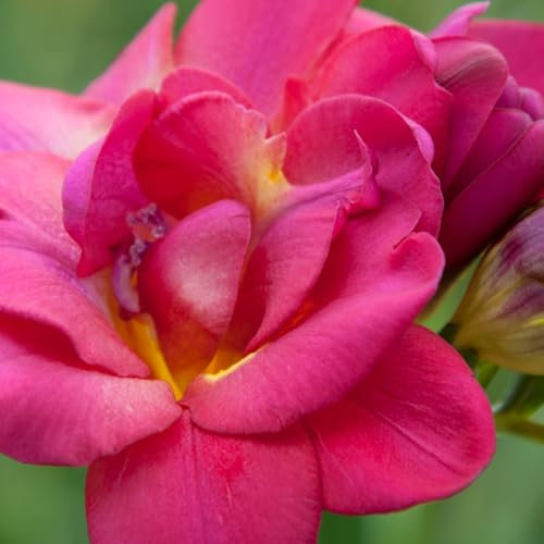 Carbeth Plants - 10 x Freesia Double Pink Summer Bulbs - Fragrant Herbaceous Perennial Corms - Easy to Grow Low Maintenance Pollinator Friendly Plants - Grow in Beds, Borders and Patio Pots