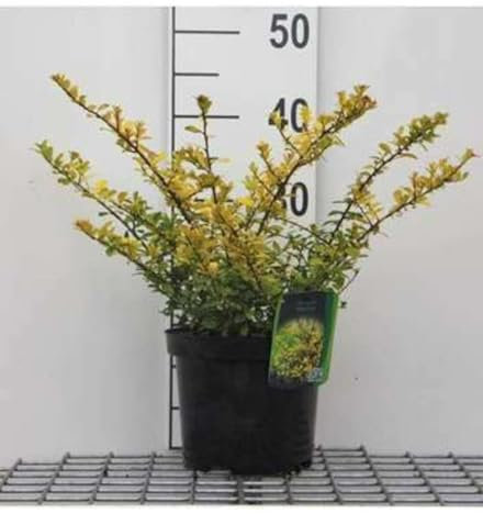 Ilex cren. 'Green Glory' - Houx Crénelé 30-40 cm en pot