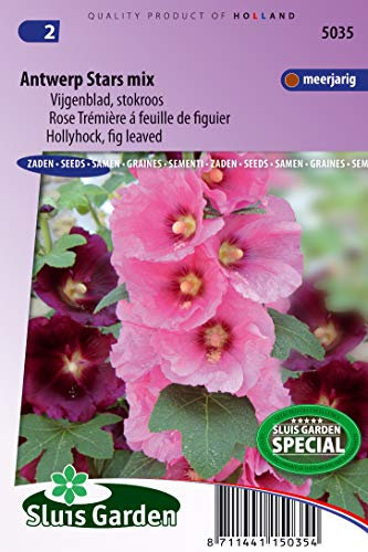 Hollyhock Antwerp Stars Single Mix - Flower Seeds | Celestial Blooms for Statuesque Garden Backdrops