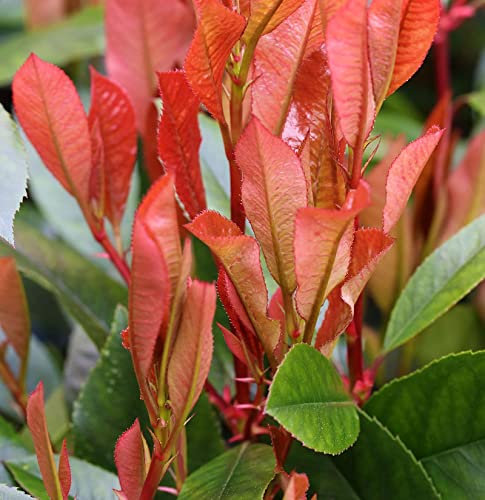 Glanzmispel Red Robin 80-100cm - Photinia fraseri