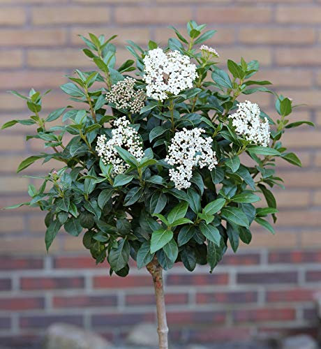 Hochstamm Mittelmeer Schneeball 80-100cm - Viburnum tinus - lebende Gartenpflanze aus den Baumschulen