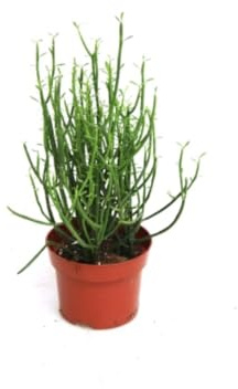 Planta Natural Euphorbia Tirucalli, 25-30 cm | Arbusto suculento, Tallos finos, verdes y jugosos, Fácil de cuidar