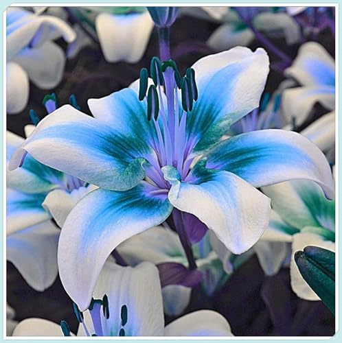 Lilium,Lirio Blanco/naturales/Embellecer el entorno,horticultura,Decoración Del jardín.-4Pcs-F