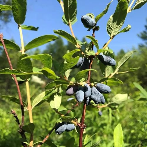 Mirtillo siberiano, mirtillo americano - Coltivare ver appartamento balcone esotico a prova d'inverno a crescita biologici 250semi