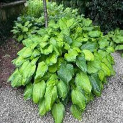 100pcs Fresh Hosta Plant Seeds Green