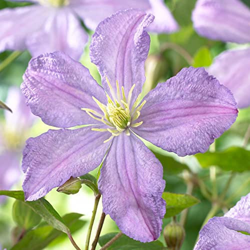 Clematis Prince Charles | Hardy Deciduous Climbing Garden Plant in 9cm Pot