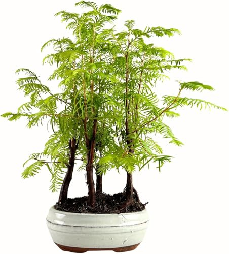 Bonsai mit Keramik Blumentopf - Metasequoia - Bonsai - Wald - Baum im Freien (P16)
