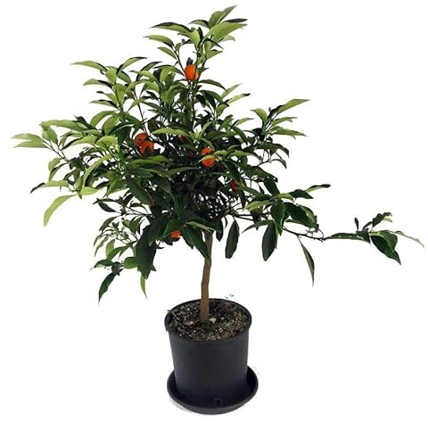 Cultiva Kumquats Frescos con un Árbol Frutal de Kumquat en tu Jardín