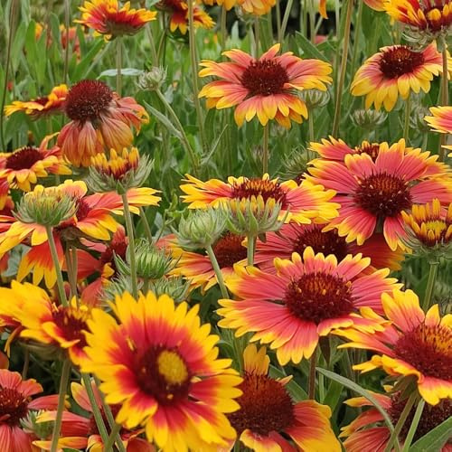 GaillardiaSamen, Kokardenblume, geschenke für gartenliebhaber für sonnige plätze steingartenpflanzen winterhart blumensamen gastgeschenk 50Samen