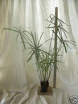Seeds Semi di GERMINAZIONE: Tall Palm PARAPLUIE, Wasser Gartenpflanze Oro Pesce Koiteich, 100% GEWACHSENE