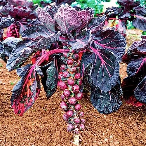 rosenkohlsamen - alte sorten bio balkon seltene winterharte 100pcs
