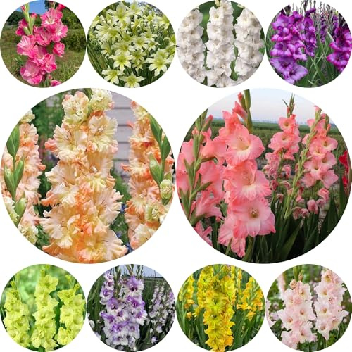 15bulbi di gladioli rare, balcone di gladiolo autunnali, primaverili esotiche resistenti era per